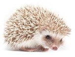 hedgehogs.jpg