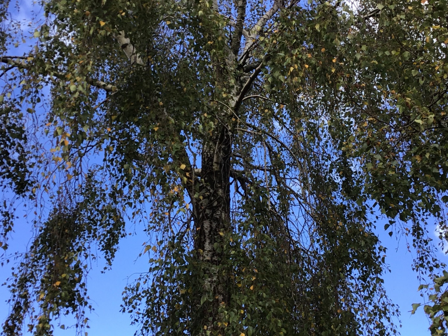 Barn Owls Grwp Coch - Taken by O-M J.JPG