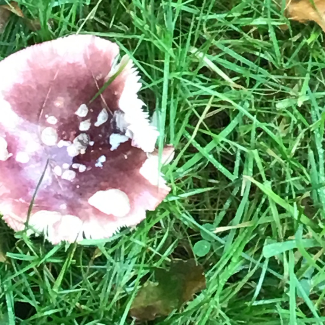 mushroom Dargonflies.jpg