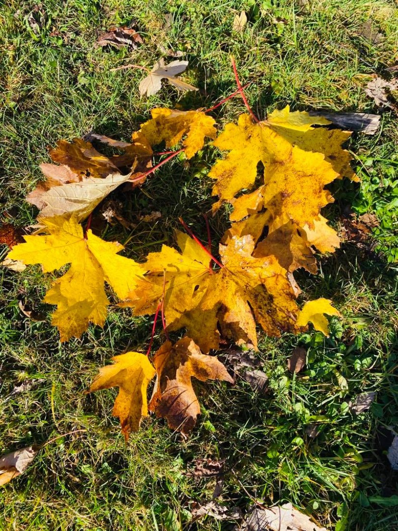 Tawny Owls Autumn 1.jpg