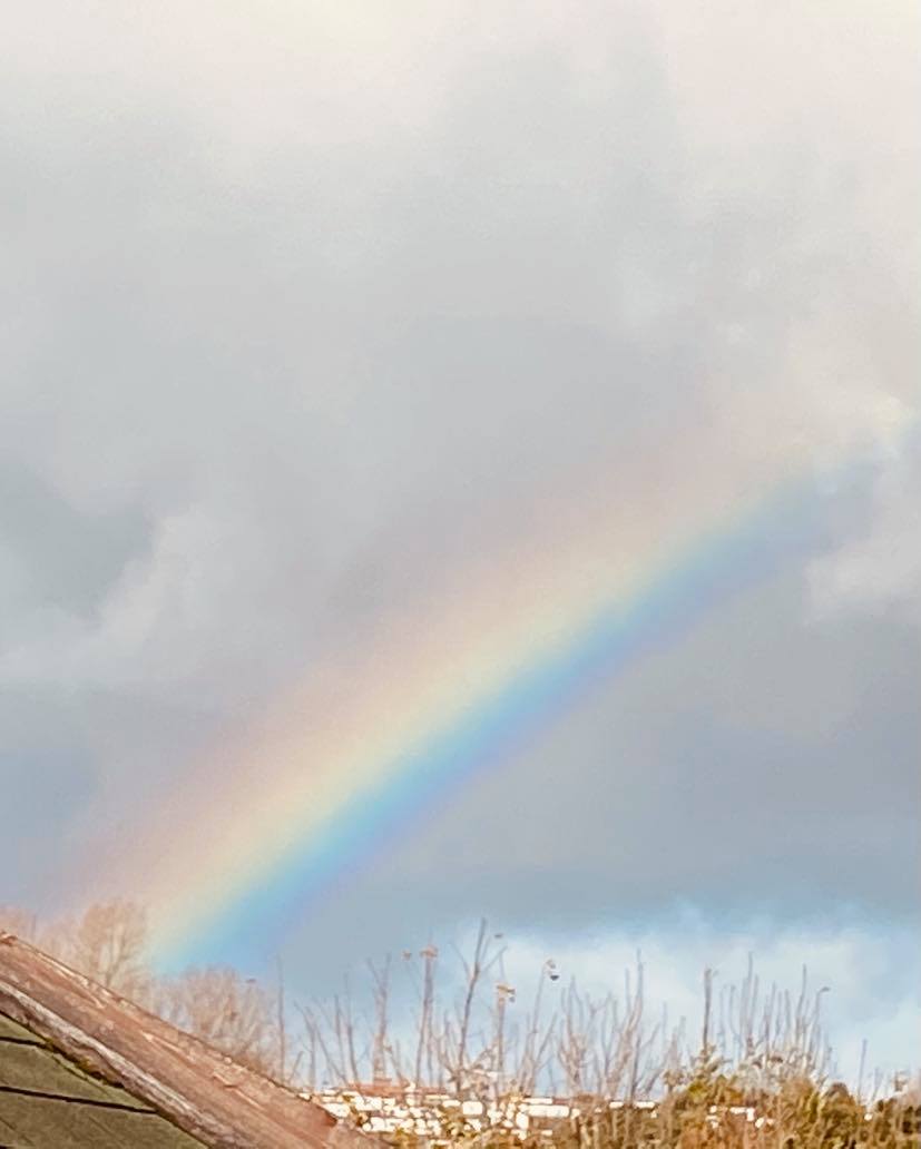 tawny owls Autumn picture 2.jpg