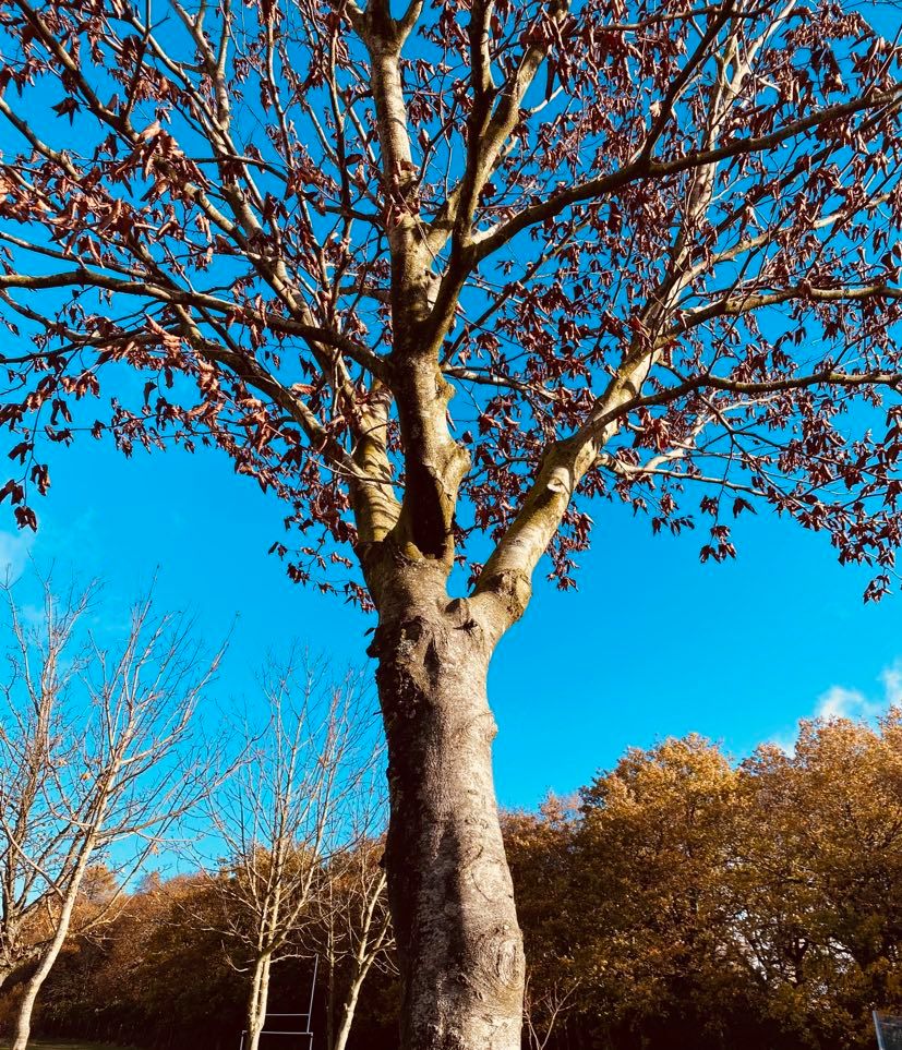 Tawny Owls Autumn picture 3.jpg
